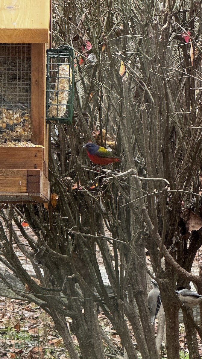 Painted Bunting - ML646614246