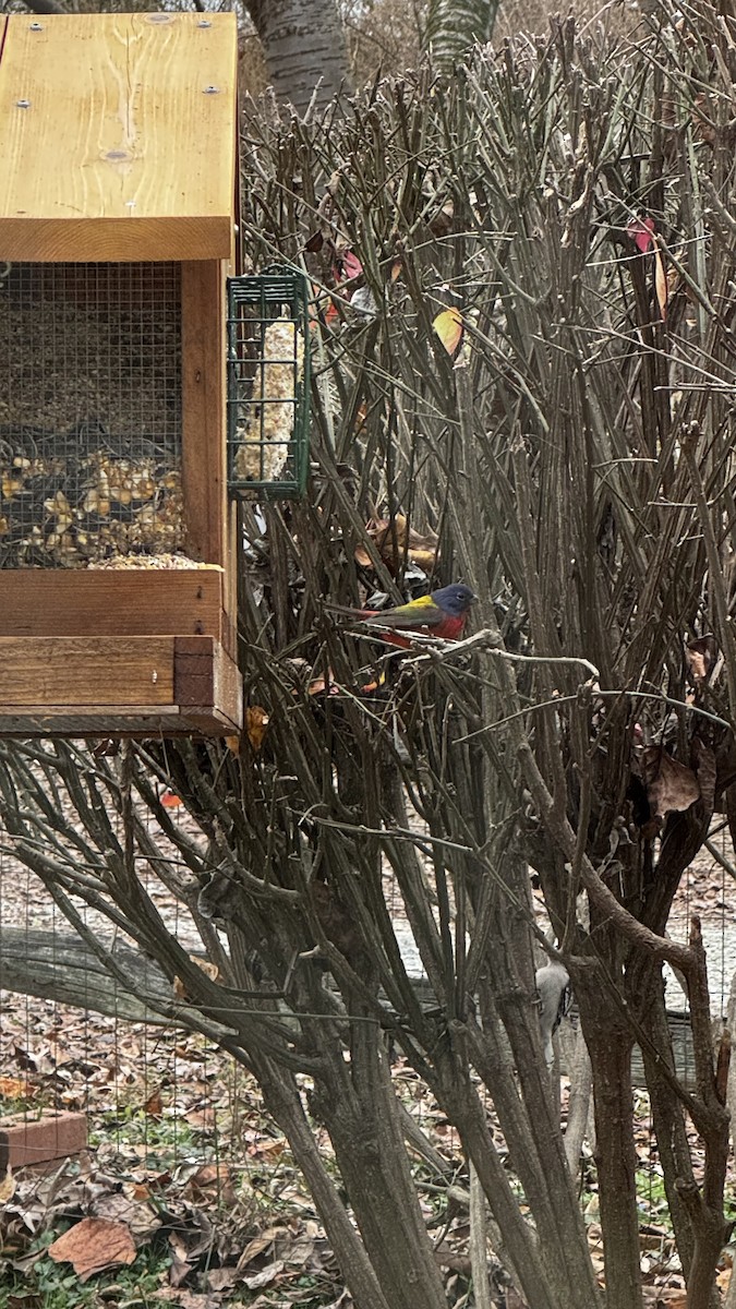 Painted Bunting - ML646614247