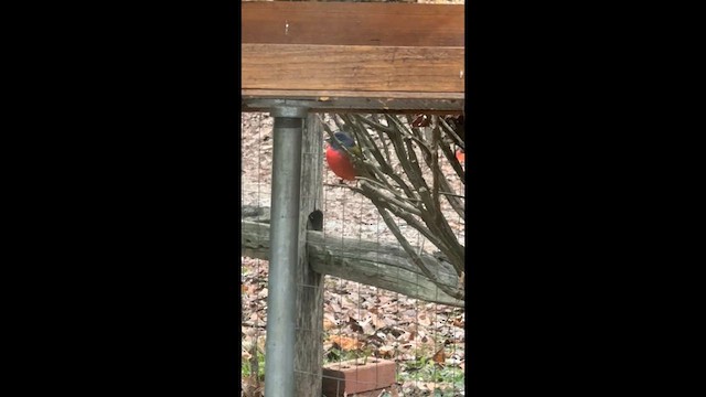 Painted Bunting - ML646614248
