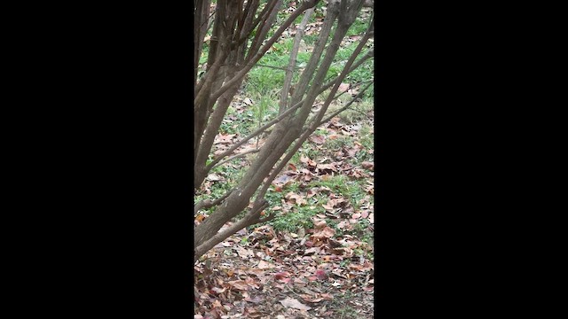 Painted Bunting - ML646614249