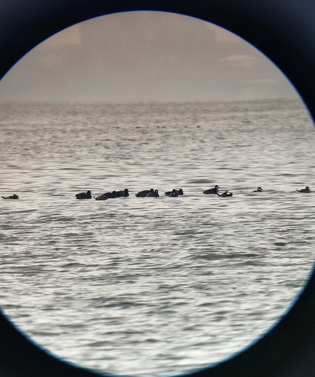 Ruddy Duck - ML646614250
