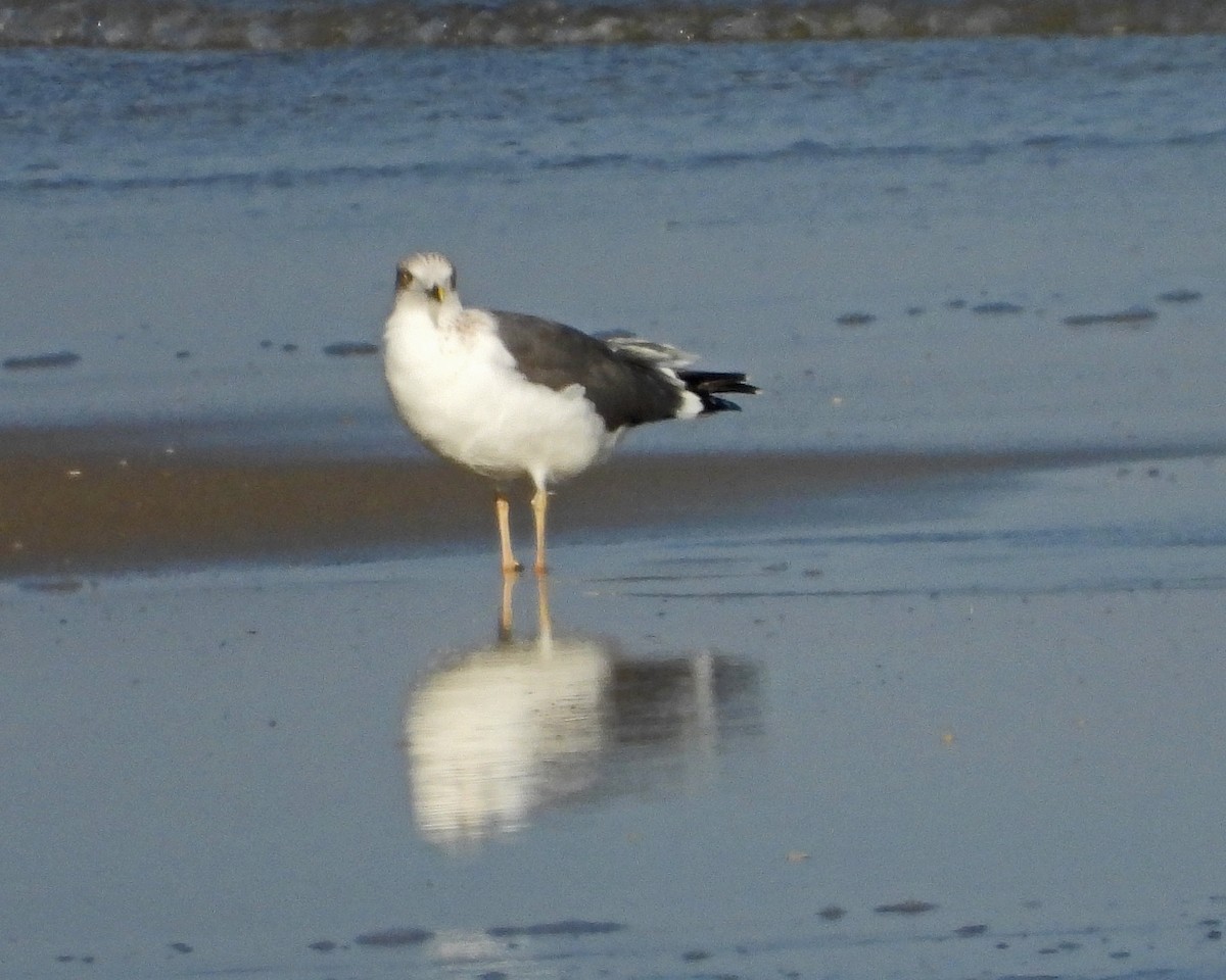 Lesser Black-backed Gull - ML646614251