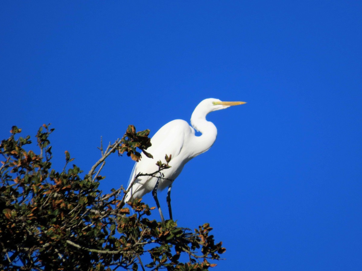 Silberreiher - ML646614252