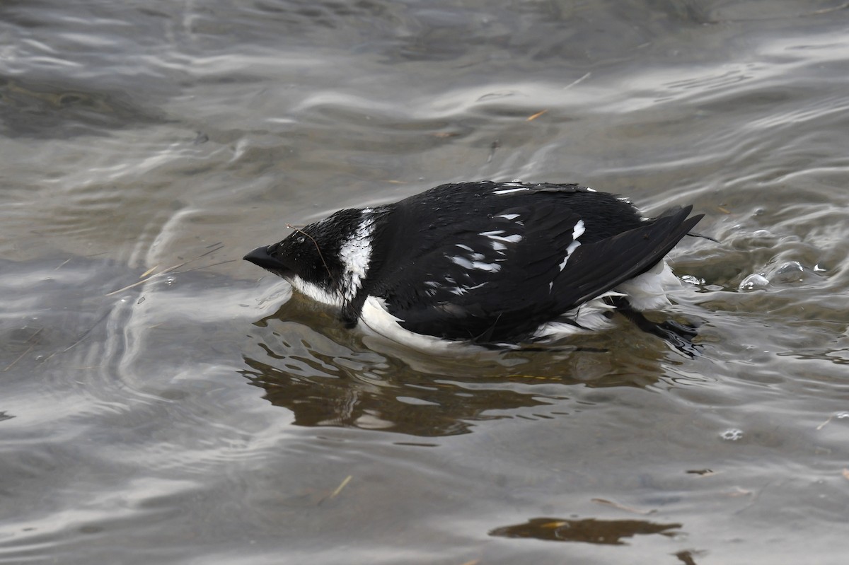 alkoun malý - ML646614253