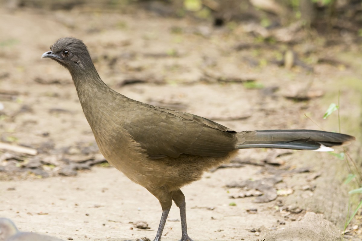 Plain Chachalaca - ML646614255