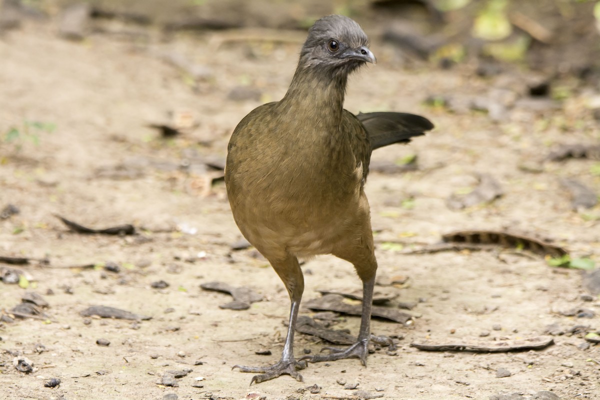Plain Chachalaca - ML646614256
