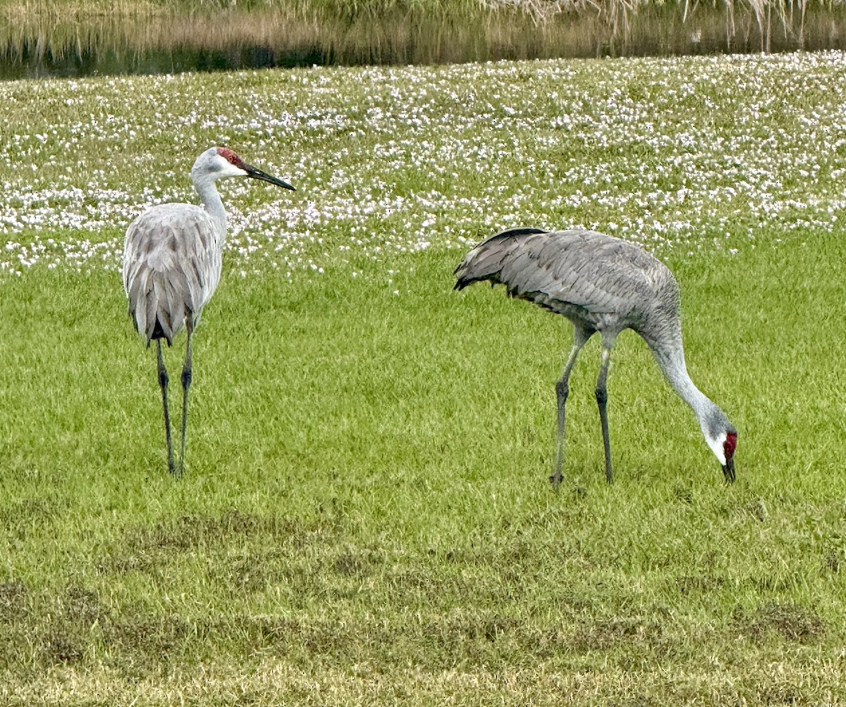 Sandhill Crane - ML646614257