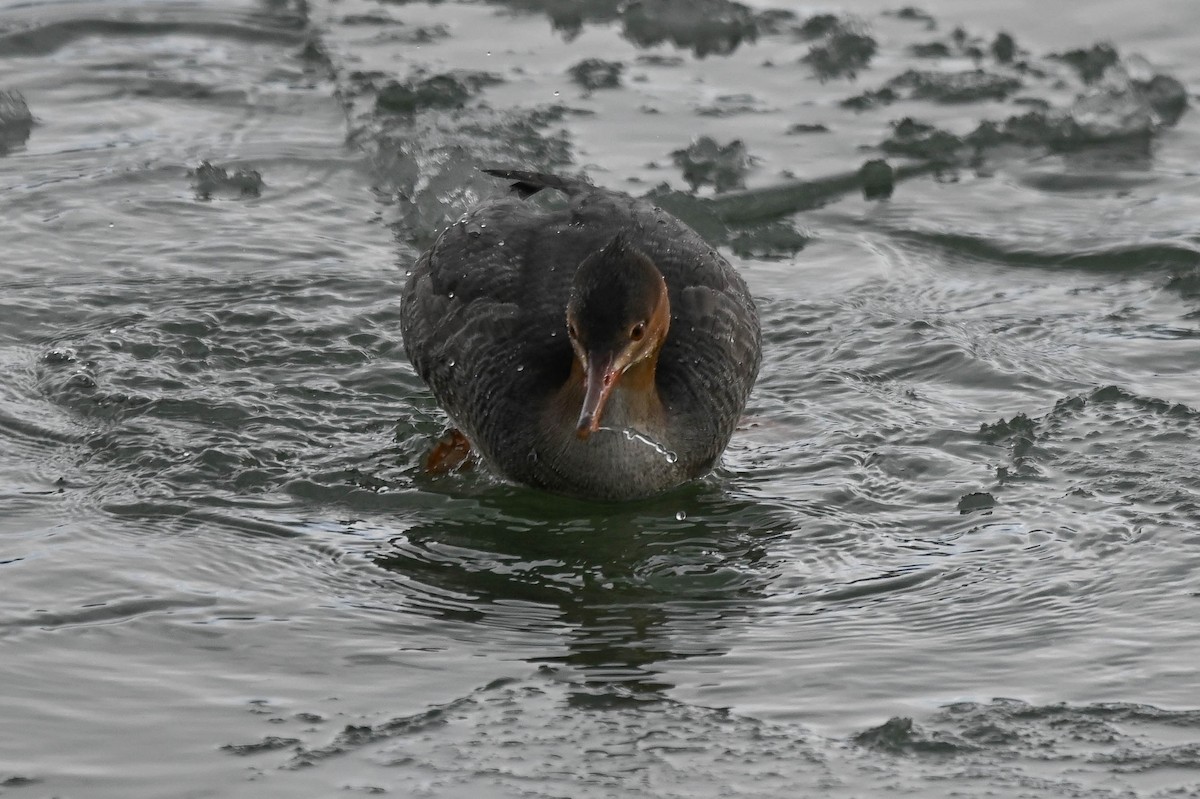 Mittelsäger - ML646614258