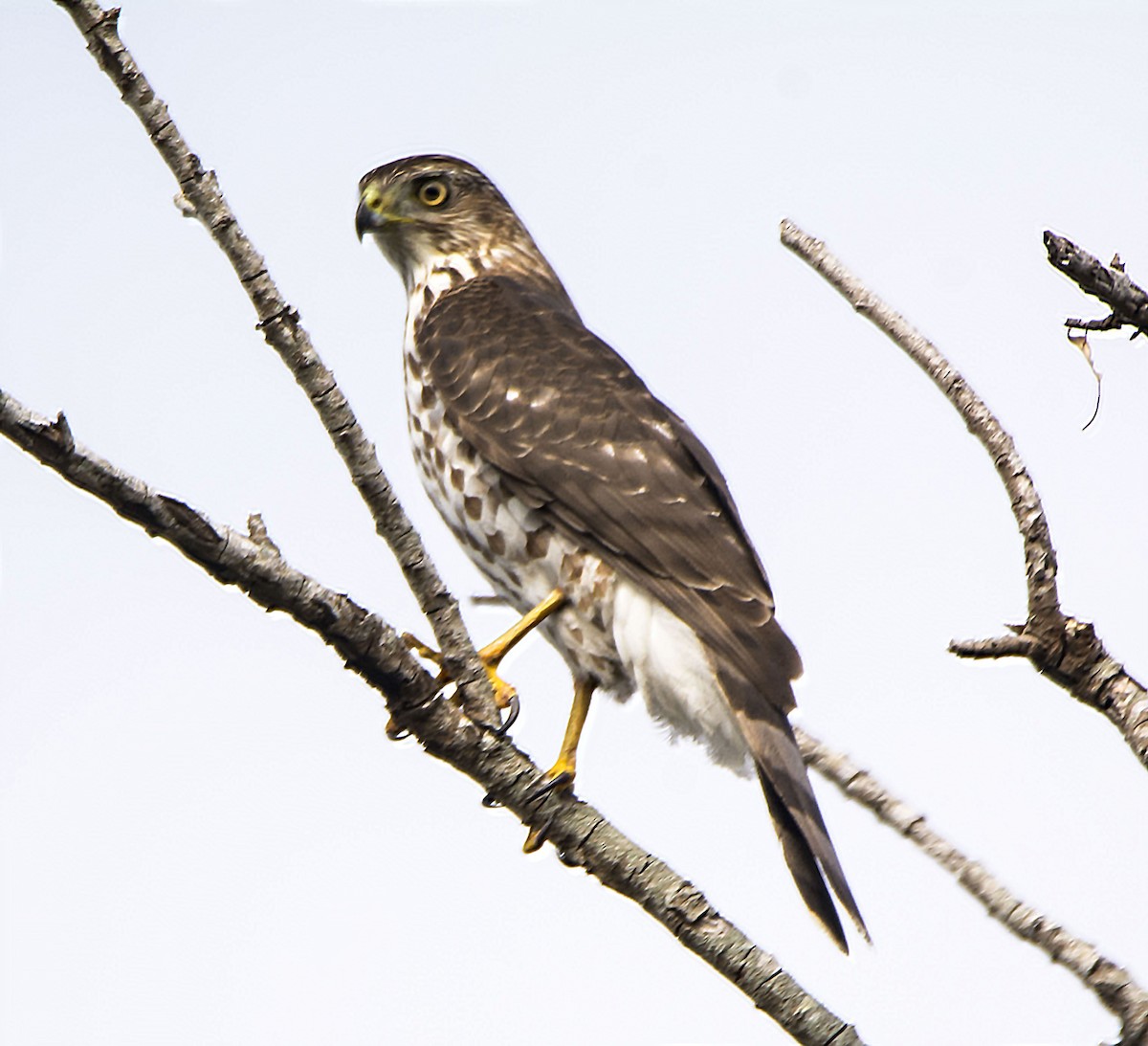Cooper's Hawk - ML646614260