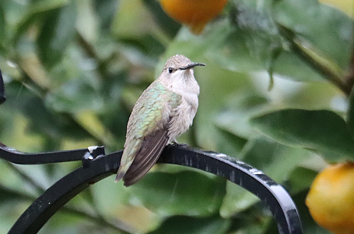 Schwarzkinnkolibri - ML646614261