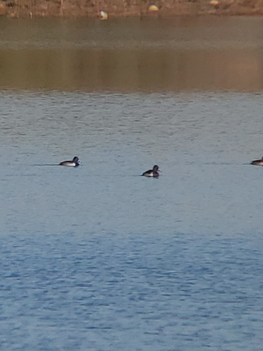 Ring-necked Duck - ML646614262