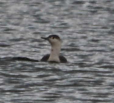 Red-throated Loon - ML646614264