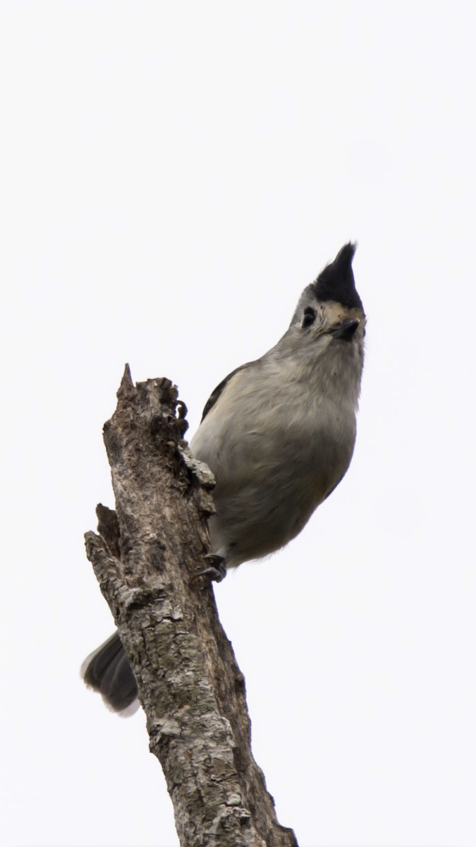 Black-crested Titmouse - ML646614265