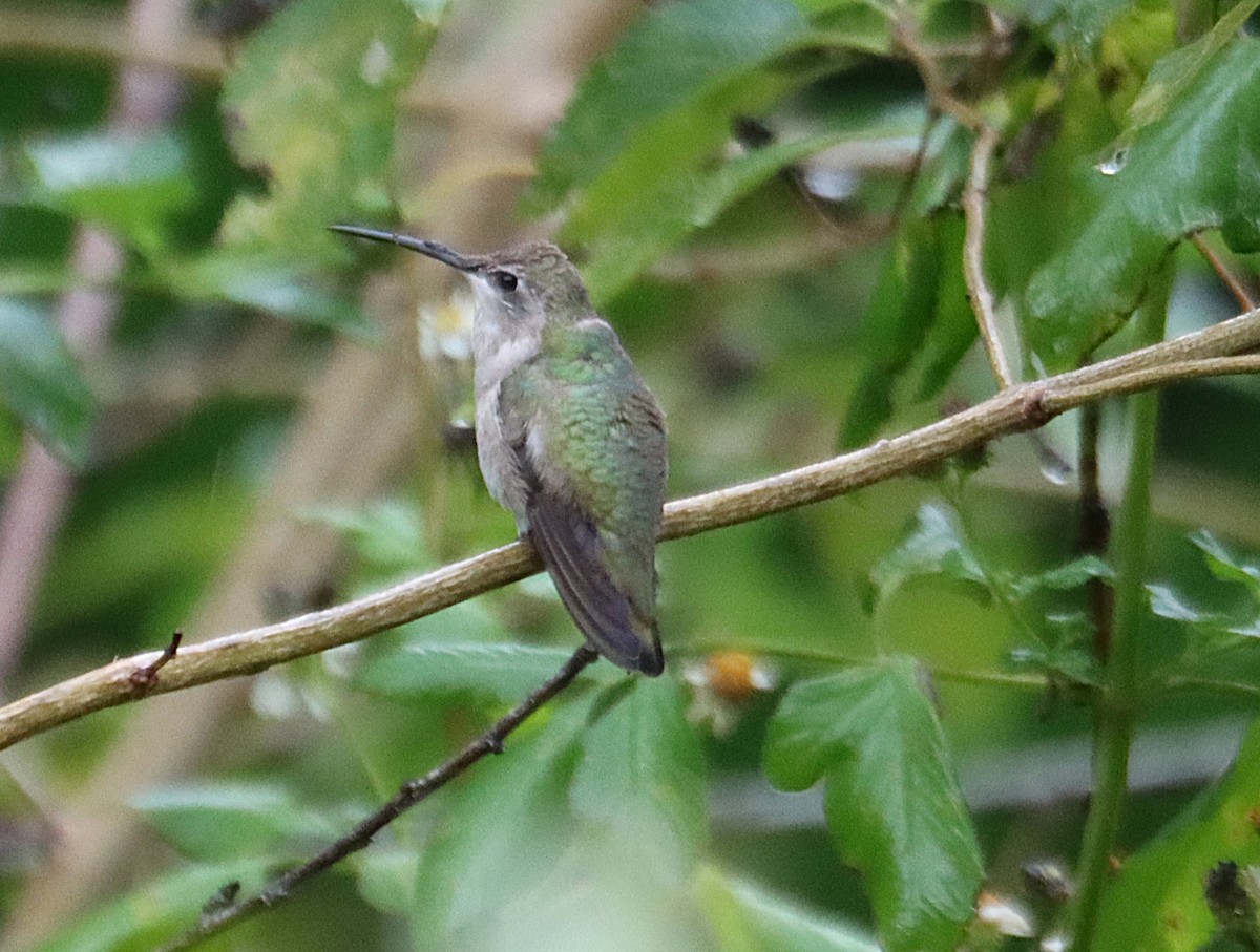 Schwarzkinnkolibri - ML646614266