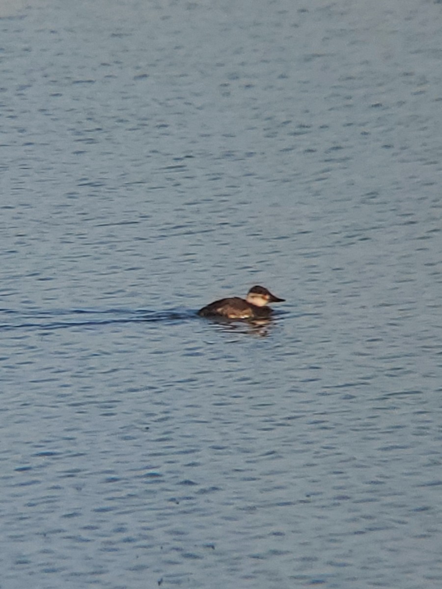 Ruddy Duck - ML646614267