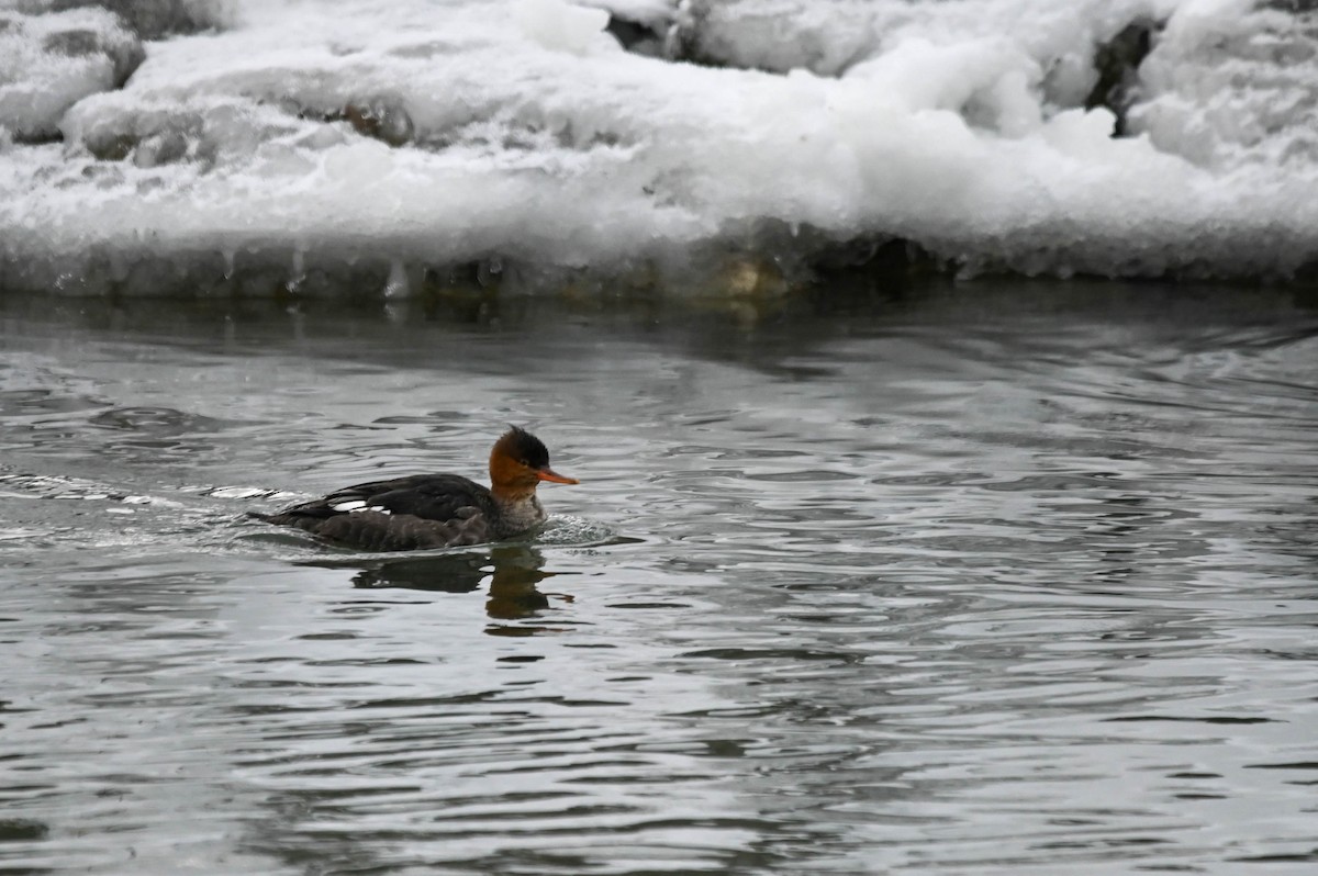 Mittelsäger - ML646614268