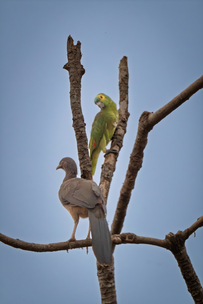 Amazona Frentiazul - ML646614269