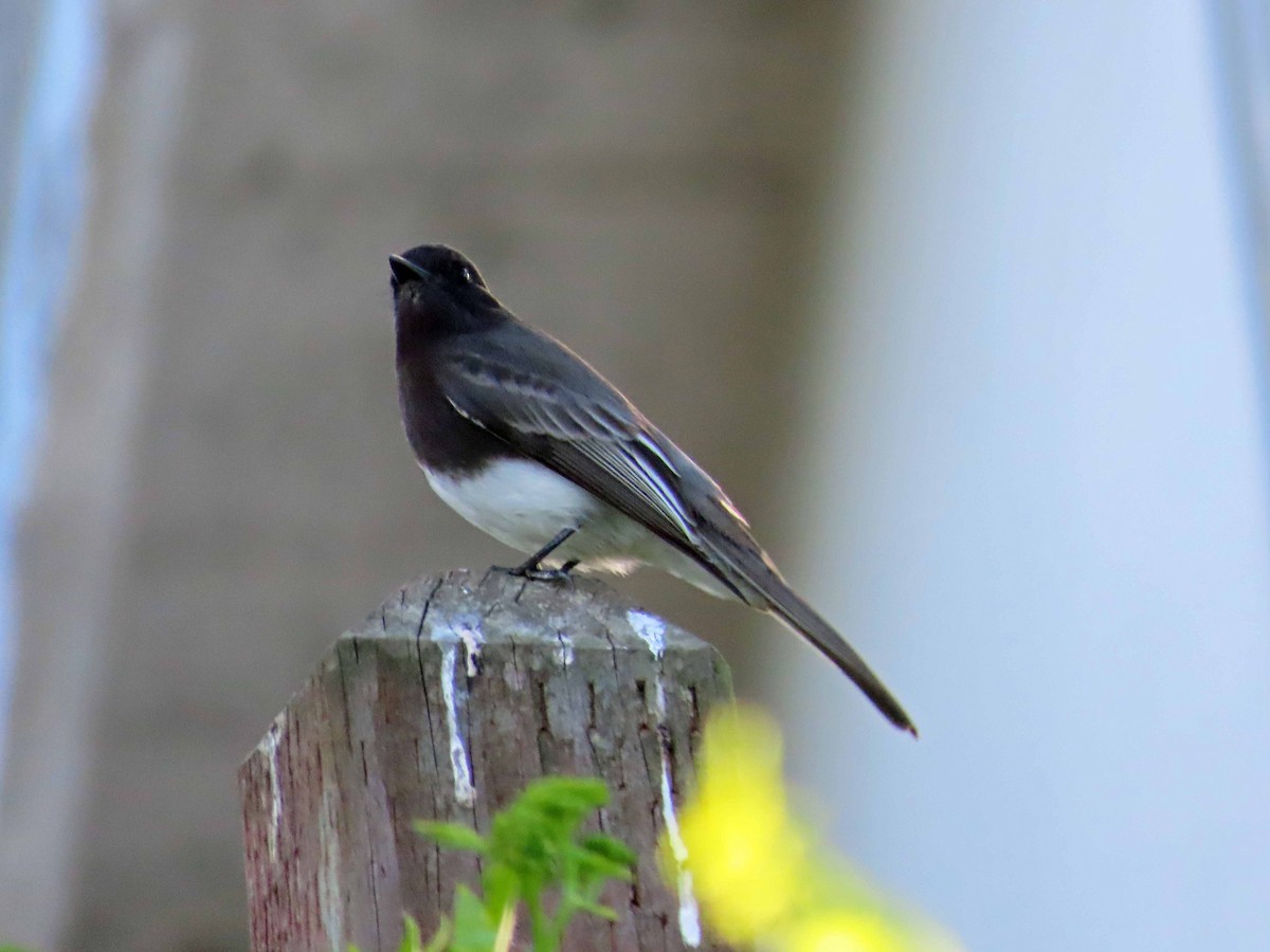 Schwarzkopf-Phoebetyrann - ML646614270