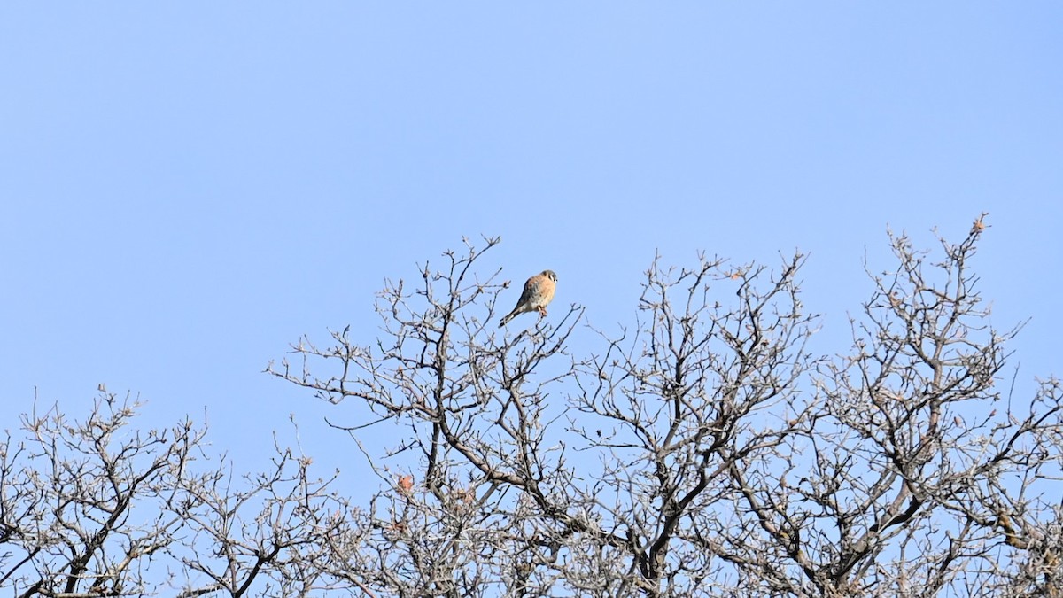 American Kestrel - ML646614271