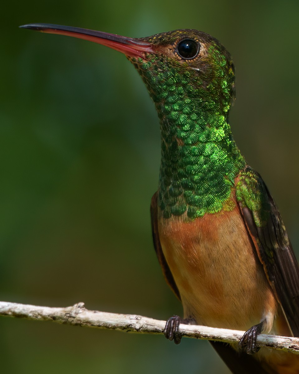 Buff-bellied Hummingbird (Yucatan) - ML646614272