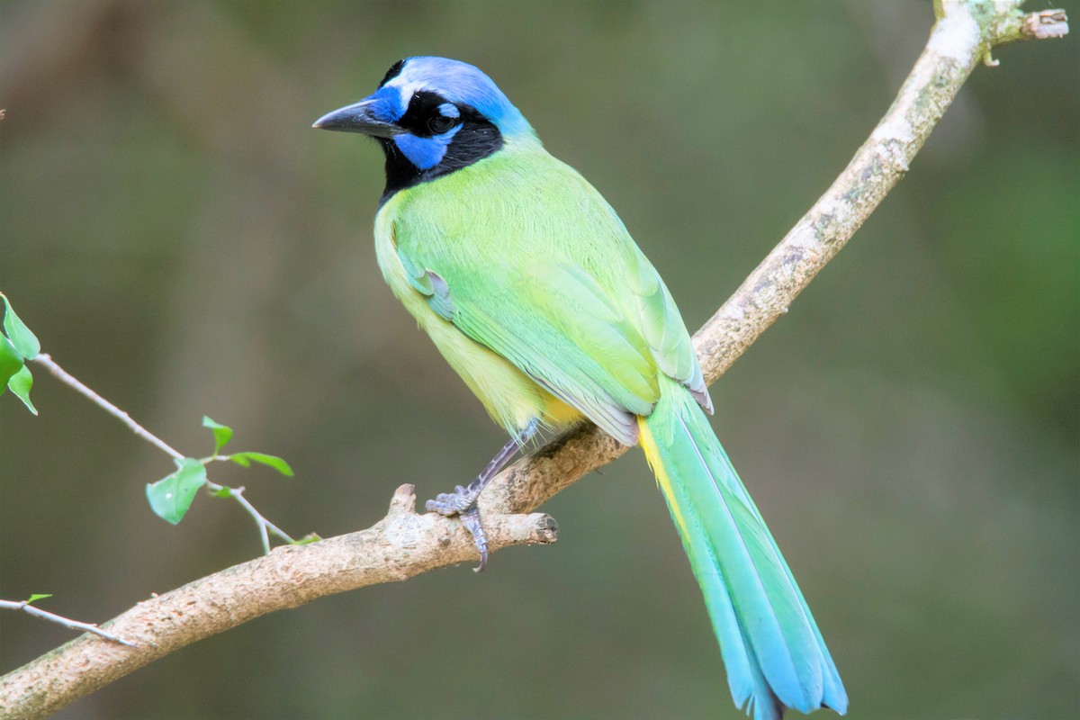 Green Jay - ML646614274