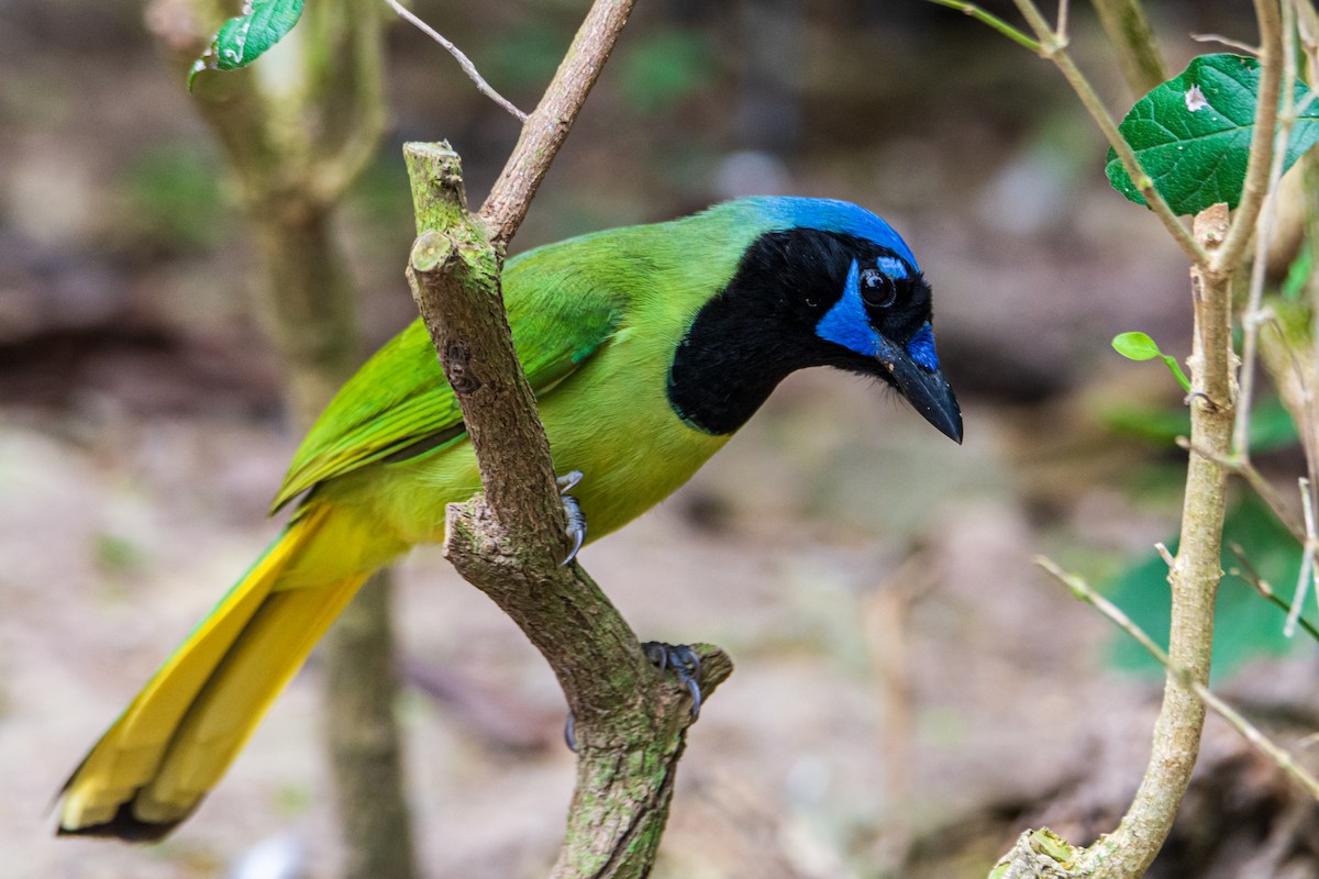 Green Jay - ML646614275