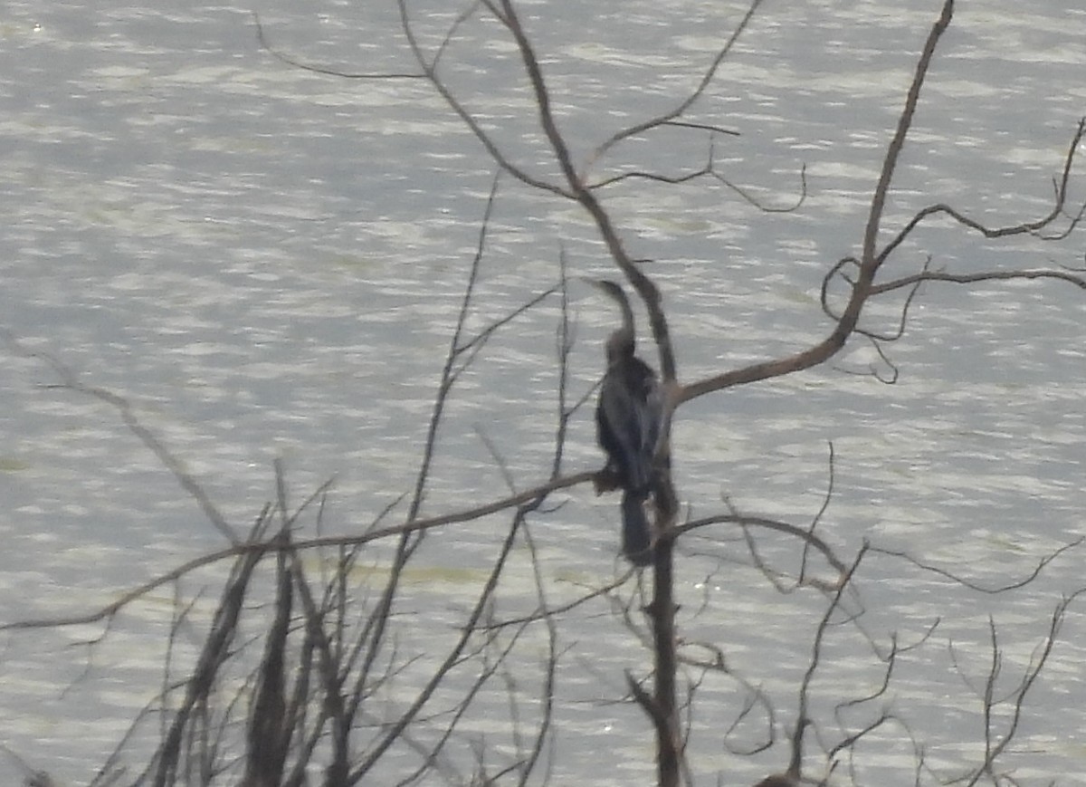 アジアヘビウ - ML646614276