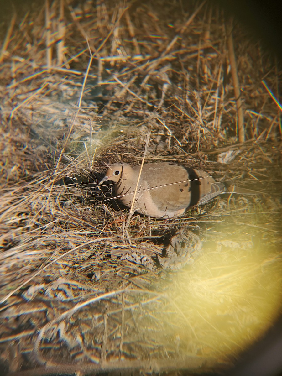 Mourning Dove - ML646614278