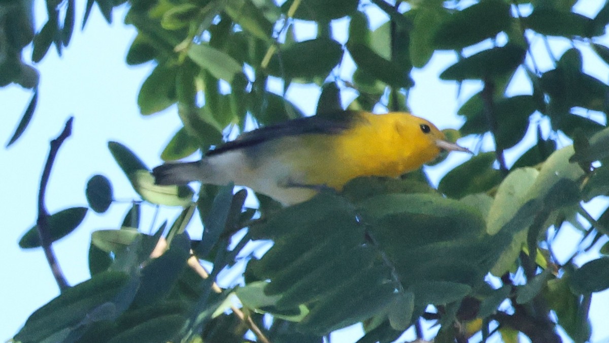 Prothonotary Warbler - ML646614280