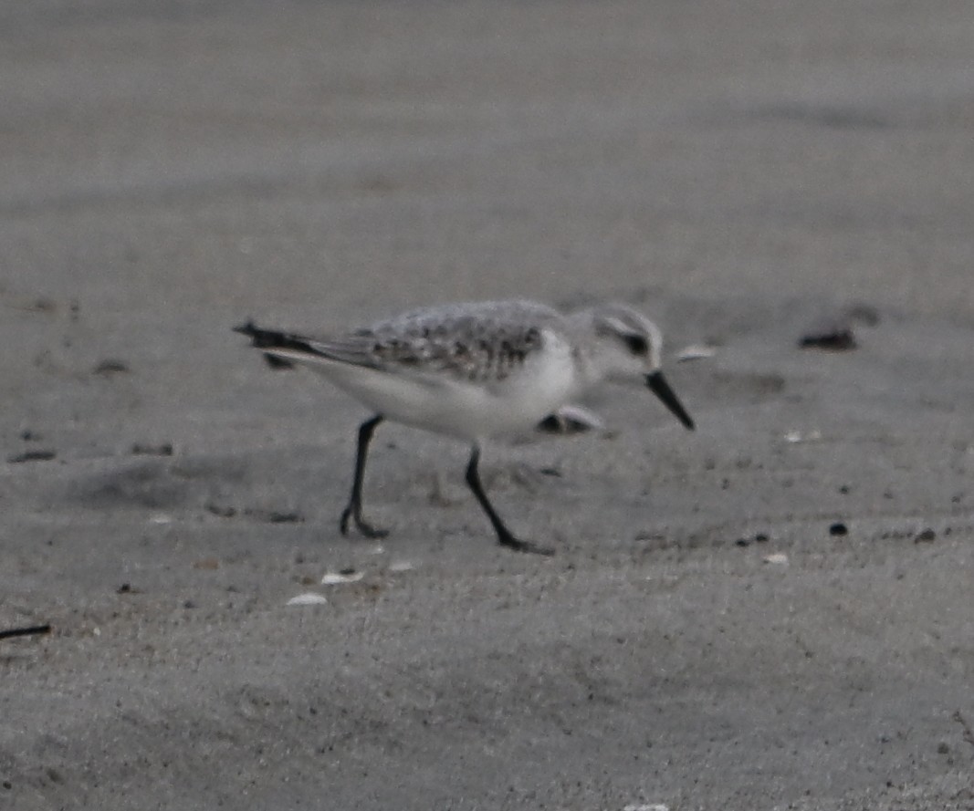 Sanderling - ML646614281