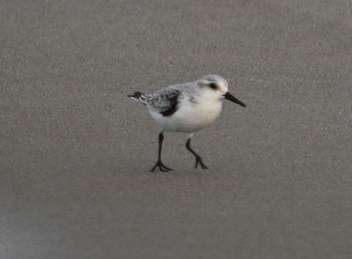 Sanderling - ML646614282