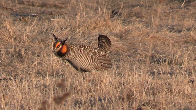 Greater Prairie-Chicken - ML646614284