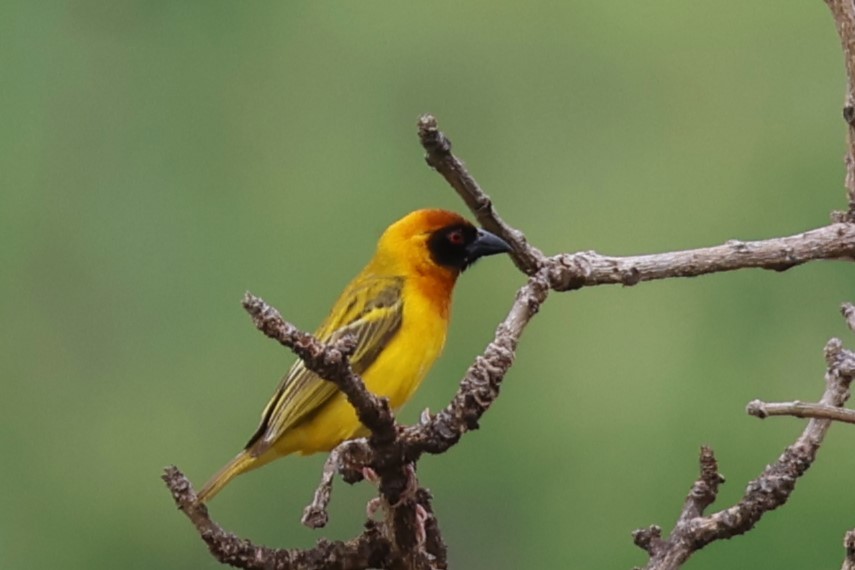 キイロメンガタハタオリ - ML646614286