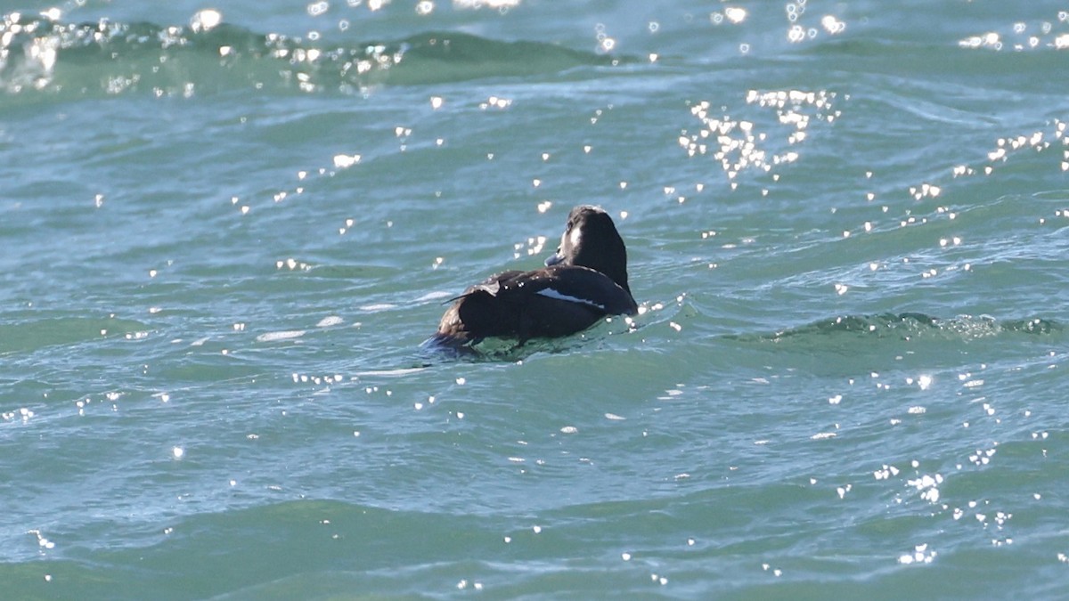 קטיפנית לבנת-כנף - ML646614287