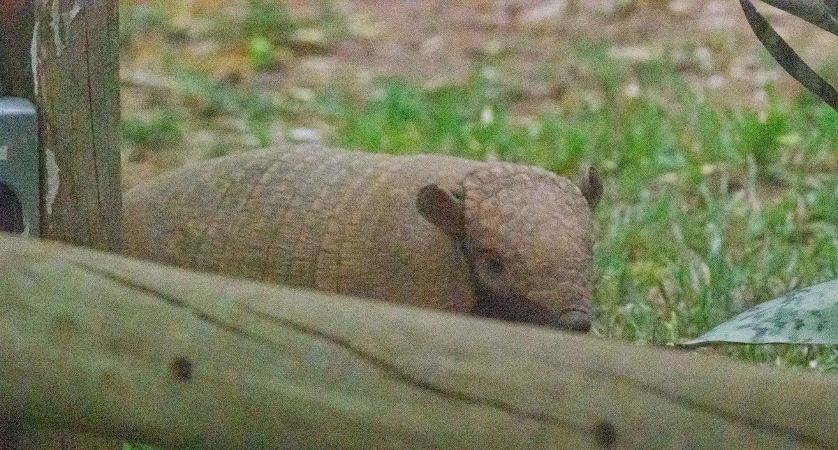 Animales - ML646614289