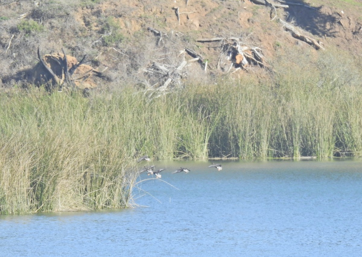 Greater White-fronted Goose - ML646614290