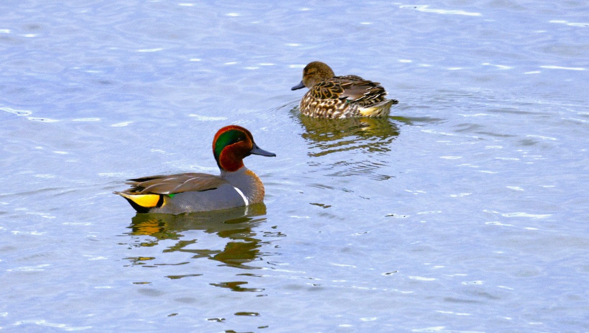 Krickente - ML646614291