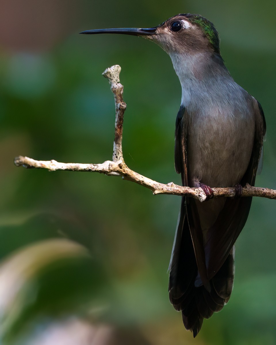 Wedge-tailed Sabrewing (Wedge-tailed) - ML646614292
