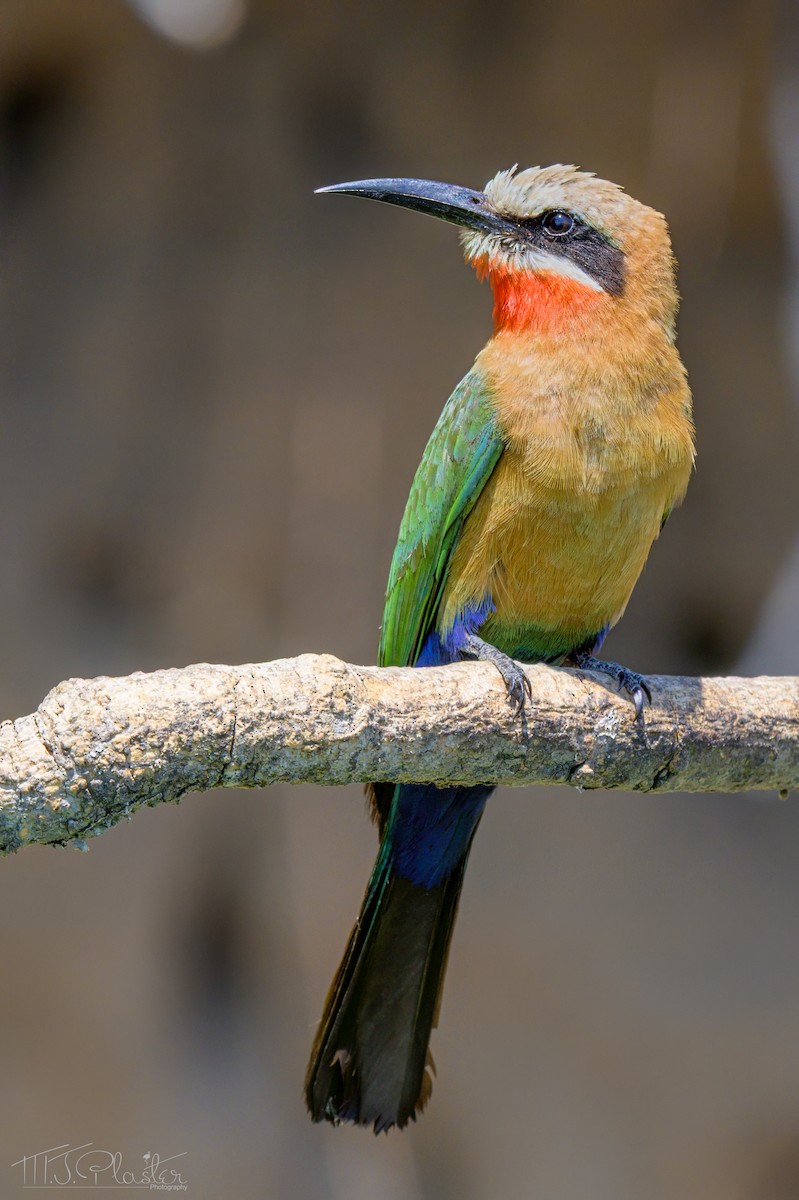 White-fronted Bee-eater - ML646614293