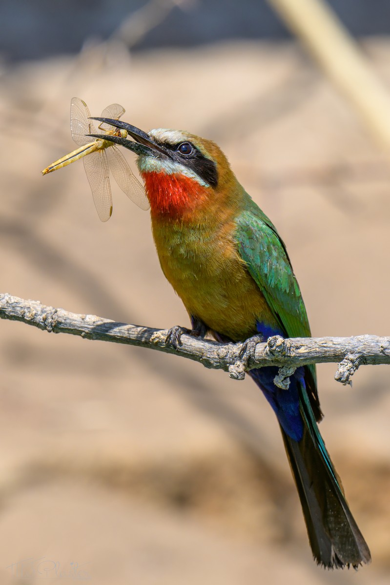 White-fronted Bee-eater - ML646614294