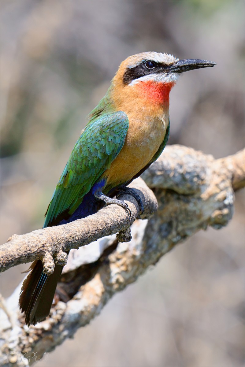 White-fronted Bee-eater - ML646614295