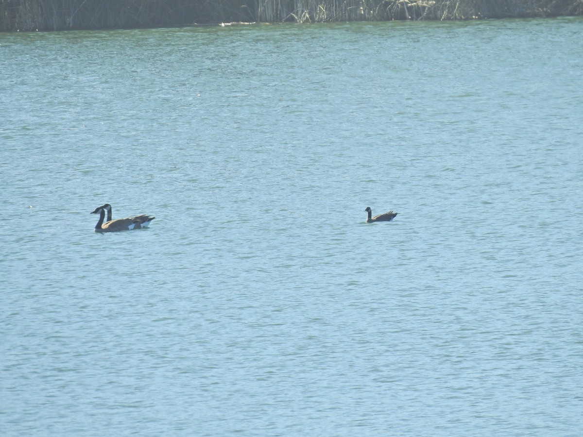 Cackling Goose - ML646614300