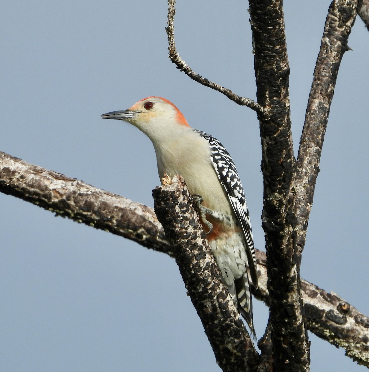 Carpintero de Carolina - ML646614301
