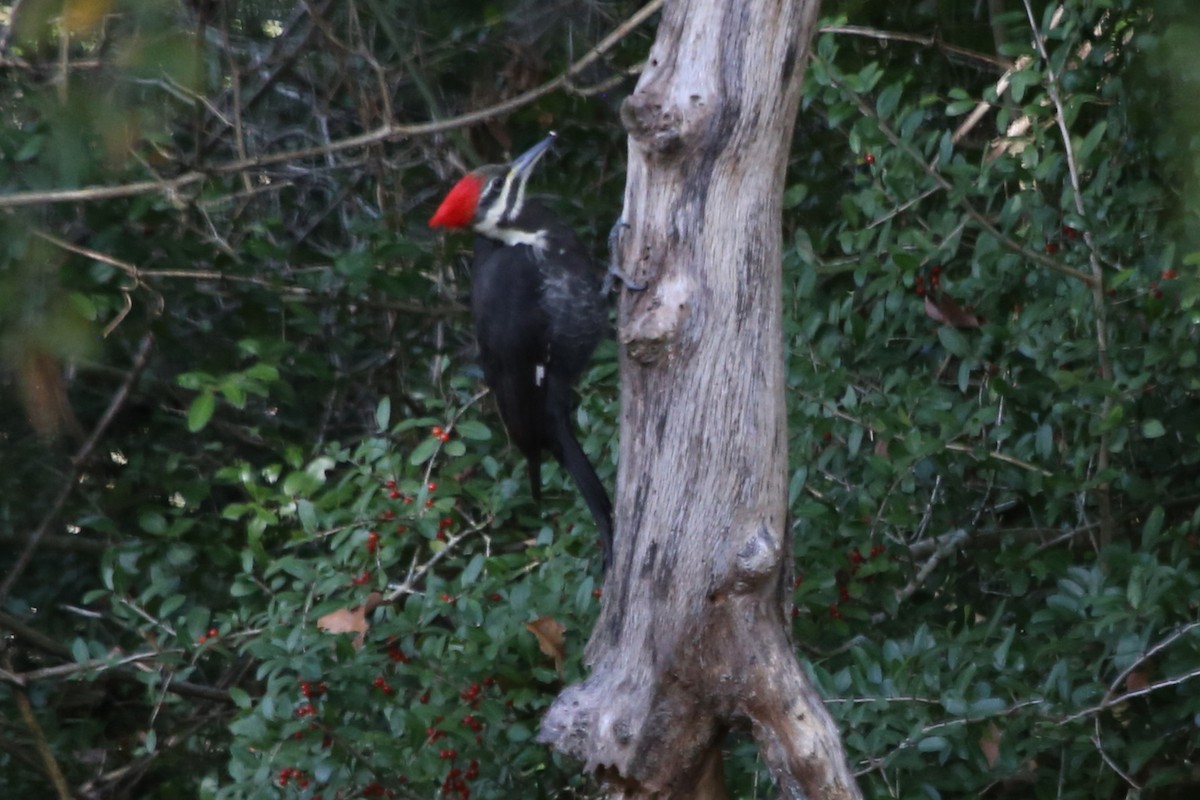 Pileated Woodpecker - ML646614302