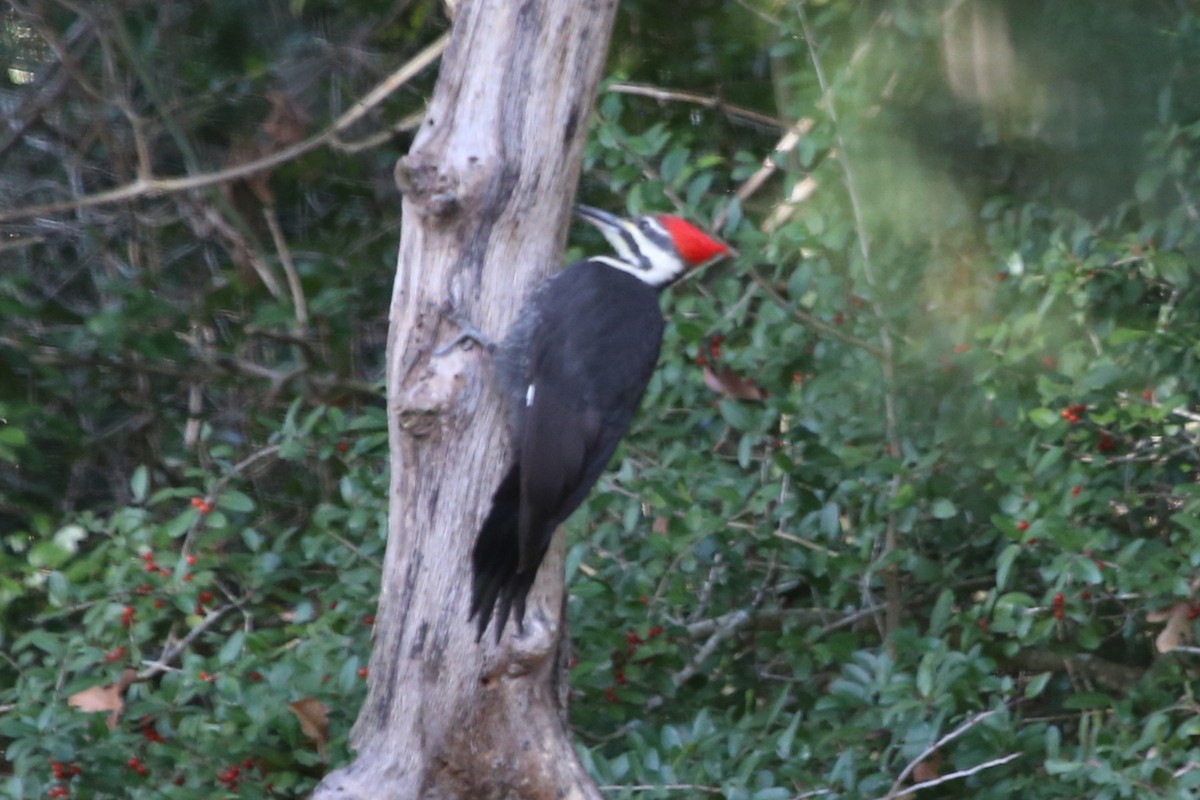 Pileated Woodpecker - ML646614303