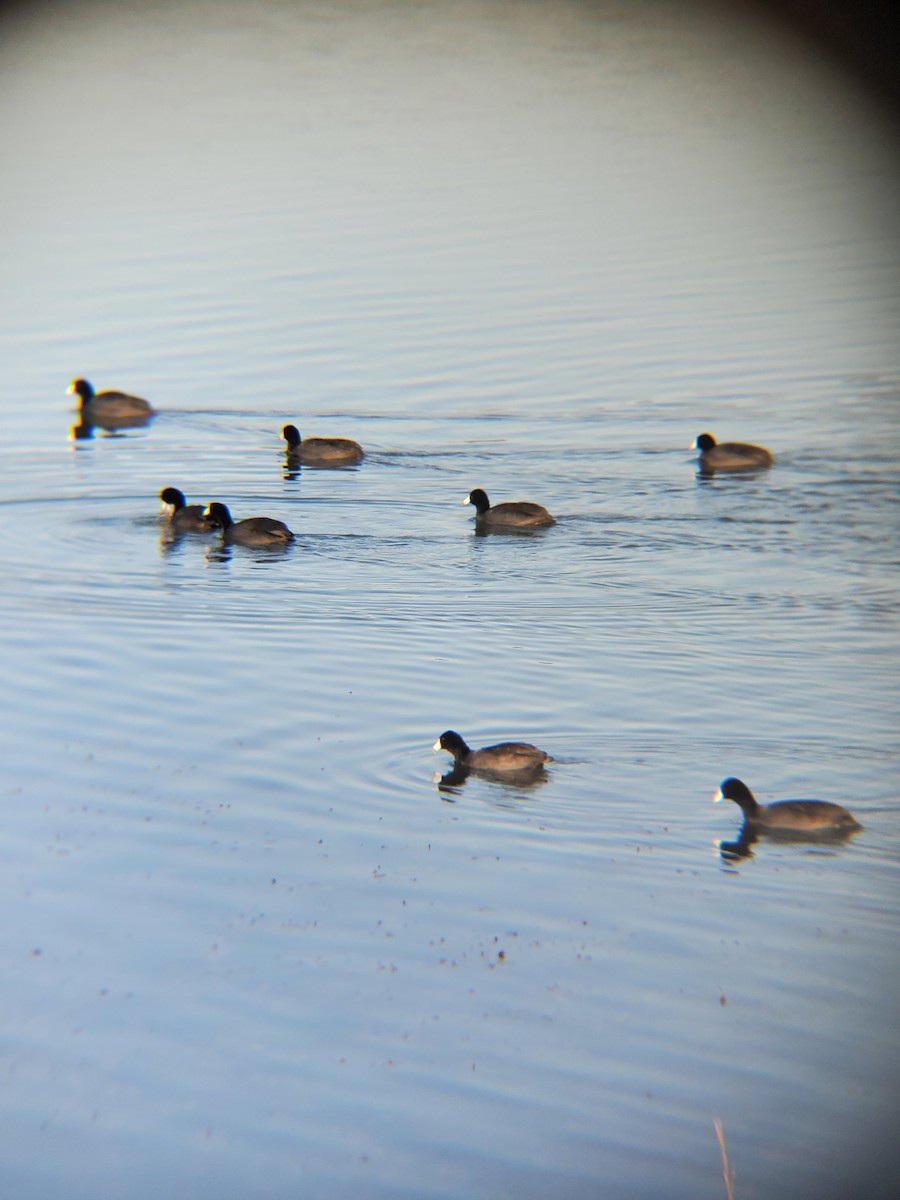 アメリカオオバン - ML646614304