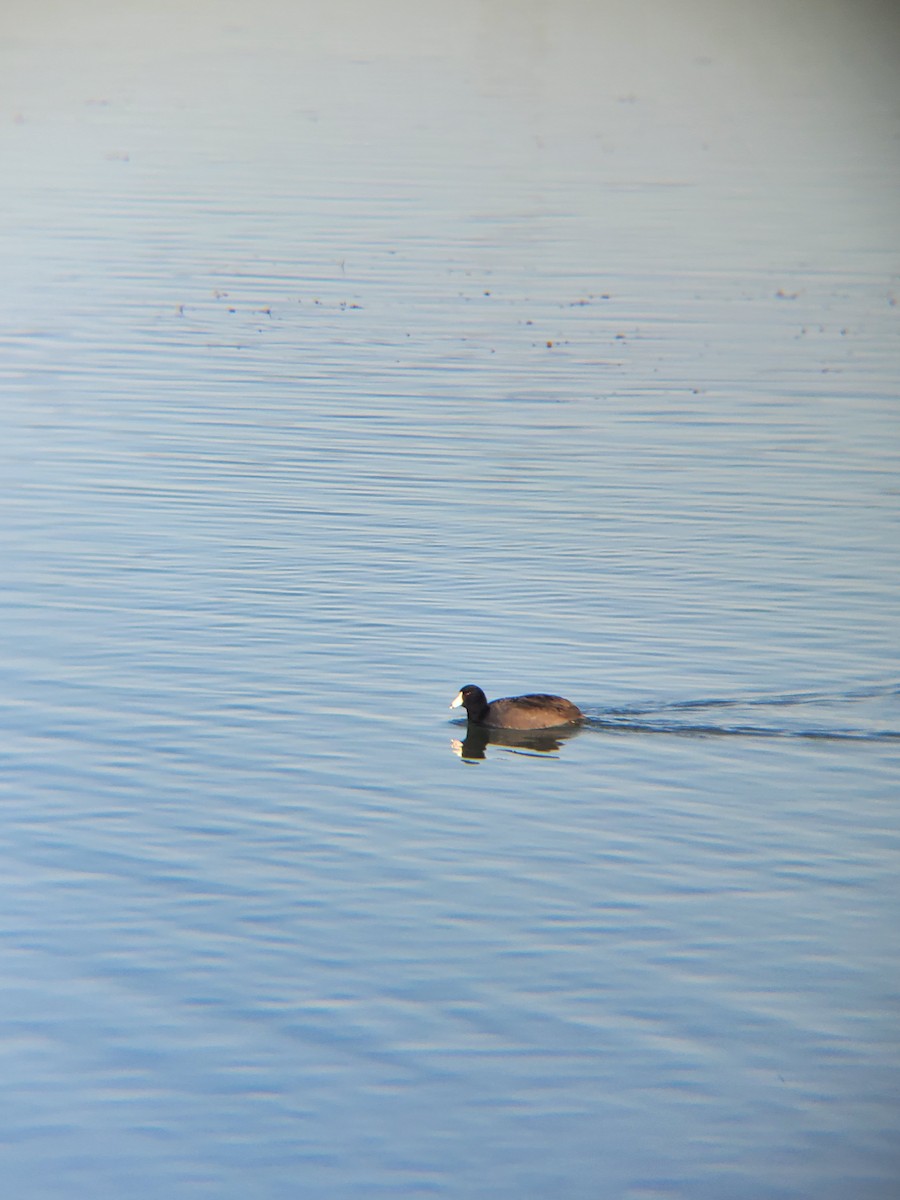 アメリカオオバン - ML646614305