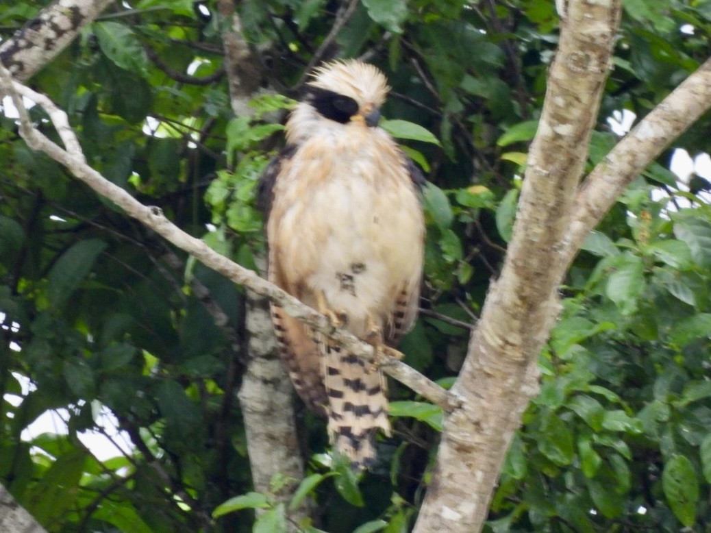 Laughing Falcon - ML646614306