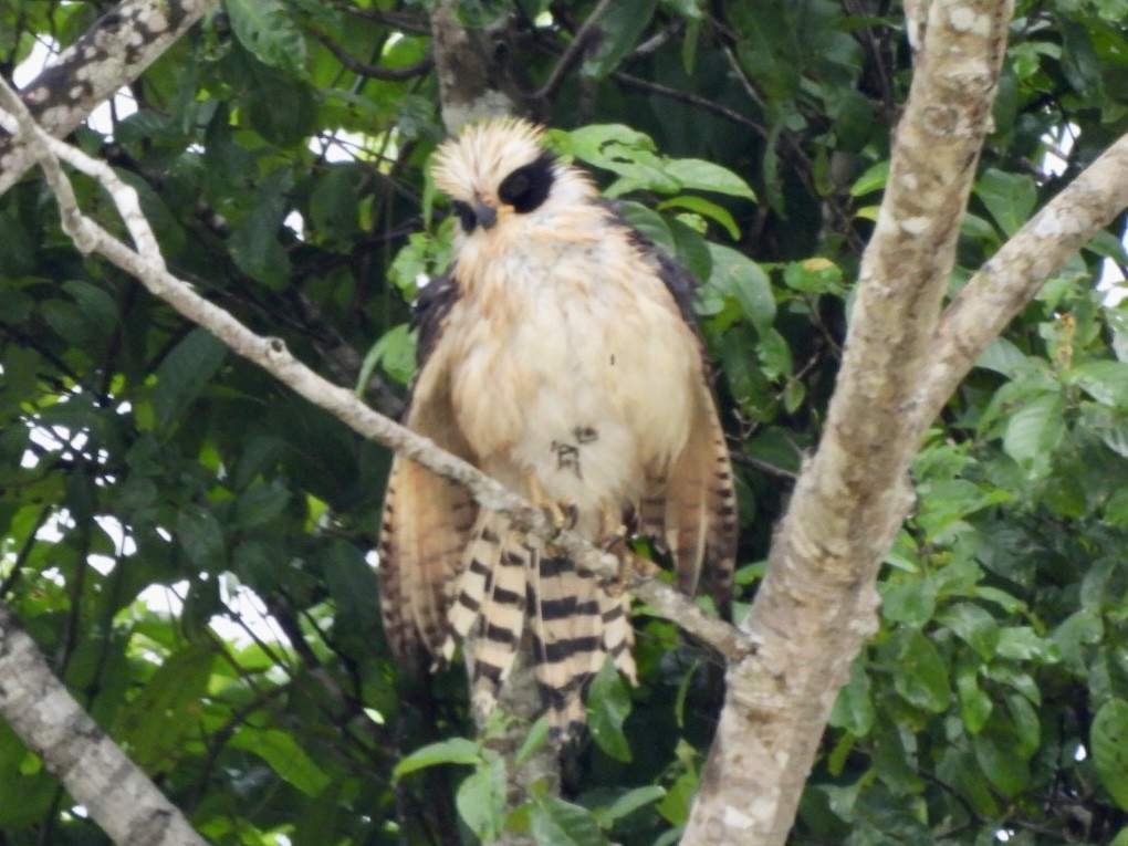 Laughing Falcon - ML646614307