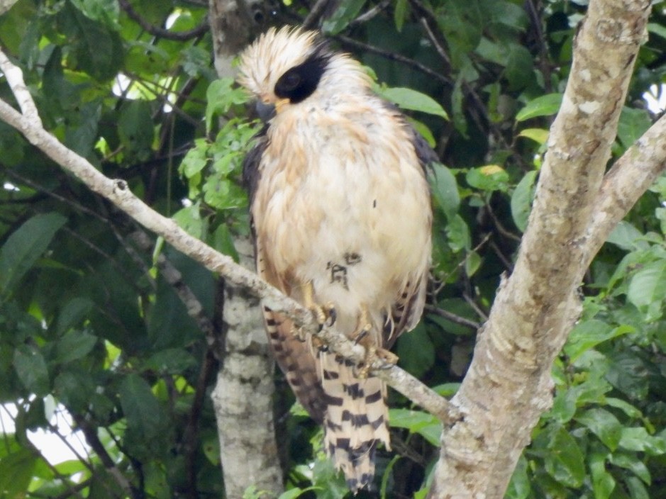 Laughing Falcon - ML646614308